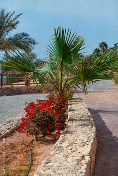 Obraz palm trees on the beach