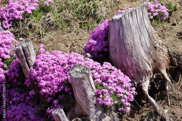 Obraz 切り株と芝桜
