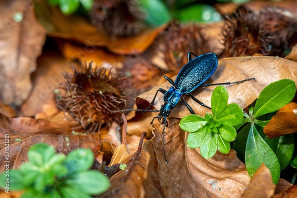 Obraz beautiful large ground beetle Blue Ground Beetle Carabus intricatus crawling in the forest on fallen beech leaves in the Czech Republic


