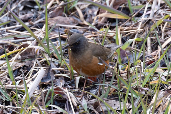 Fototapeta 平地から山地にかけての森林に生息する野鳥アカハラ
