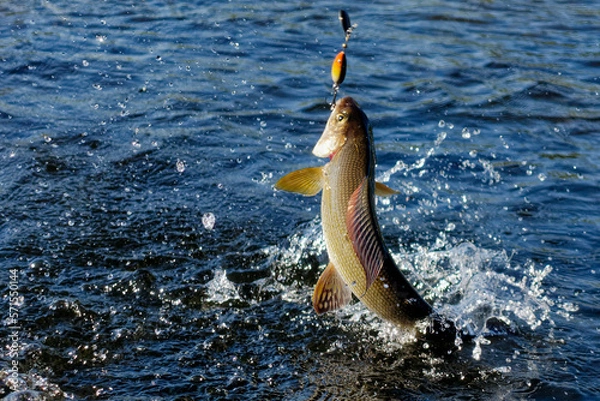 Fototapeta Hooked grayling jumping and fighting in an Arctic river caught with spinner lure by fisherman in Lapland in Sweden in Kiruna in August 2021.