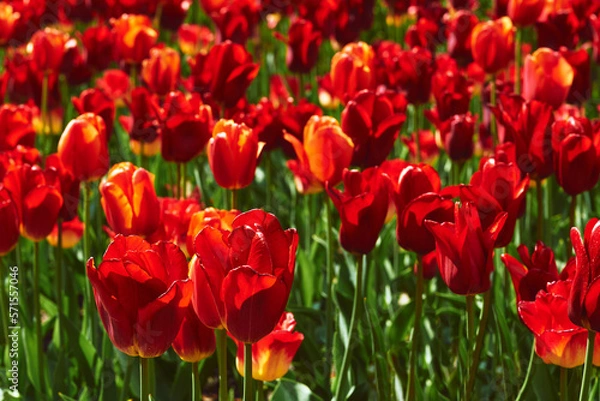Obraz Green summer spring warm lawn with bright red tulips