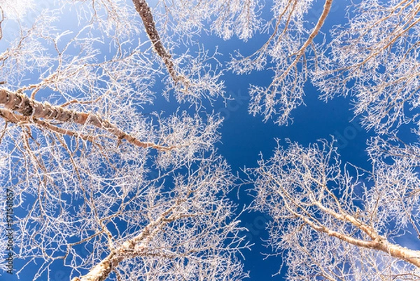 Fototapeta 霧ケ峰から青空に映える霧氷