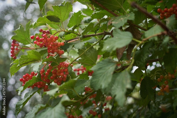 Fototapeta A red viburnum flower after the rain on the background of a defocused tree