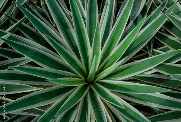 Obraz Agave americana
