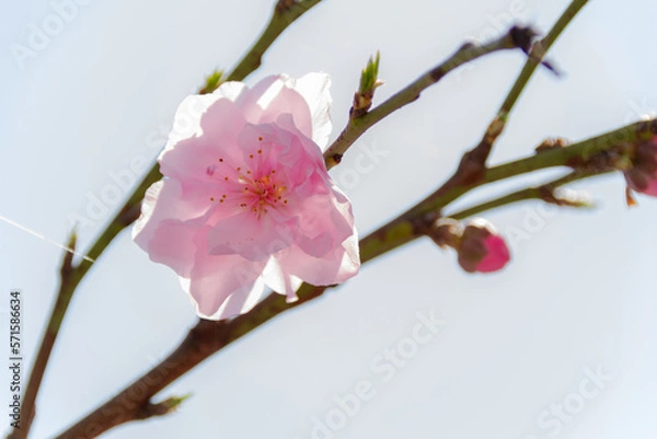 Obraz 椿の花