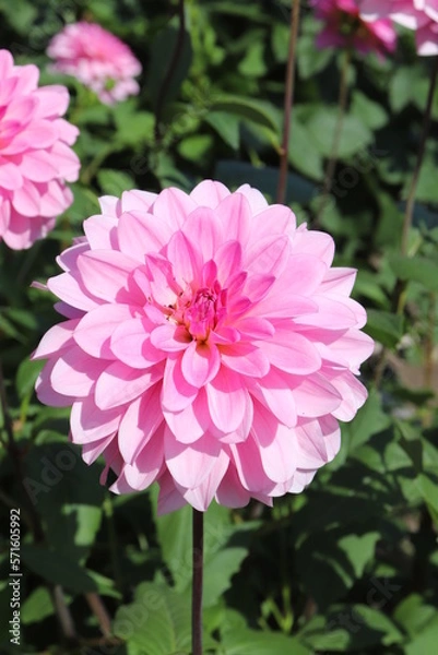 Obraz 花畑で咲く気品のあるダリア