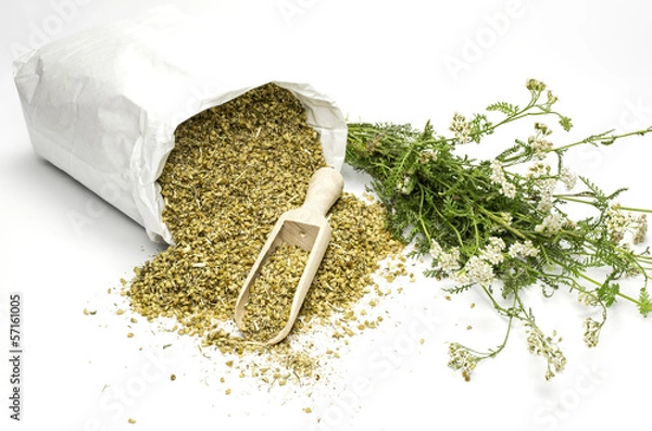 Obraz Schafgarbe - frisch und getrocknet