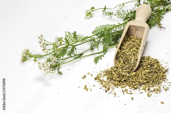 Obraz Getrocknete und frische Schafgarbe