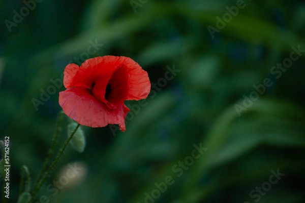 Fototapeta Beautiful Red Poppies. Poppy rhoeas in Soft Light. Flower symbol of remembrance day of warld wars. Never Again.