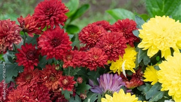 Obraz various colorful flowers still attached to their branch and leaves among them with each was placed on the vase