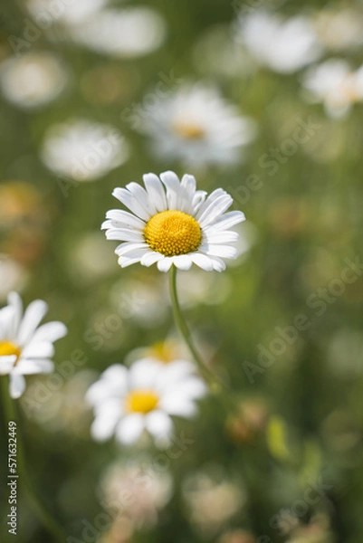 Obraz daisies in a field