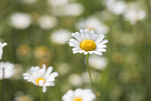 Obraz daisies in a meadow