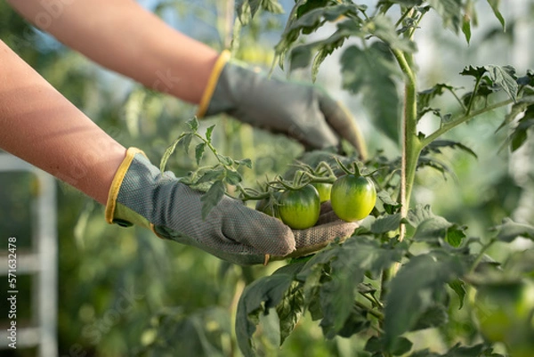Fototapeta hand picking tomato