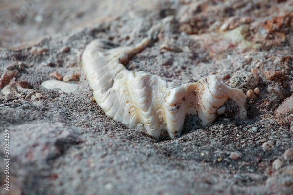 Obraz shell in the rock