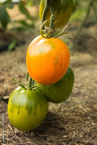 Obraz ripe and unripe tomatoes in organic garden on a blurred background of greenery. Eco-friendly products, rich fruit harvest. Close up macro.  Selective focus.