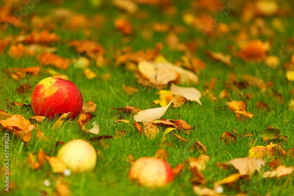 Fototapeta Autumn background, red apples on ground in garden