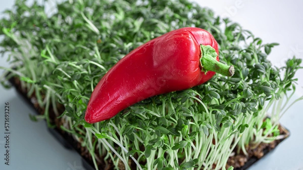 Fototapeta Red jalapeno on top of a bed of cress. Conceptual photo depicting vegetarian food in a more creative way.