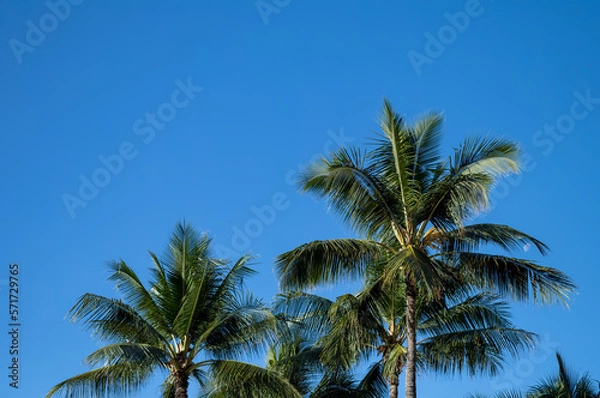 Fototapeta Palm Trees on Waikiki Beach with a Daylight Moon Setting.