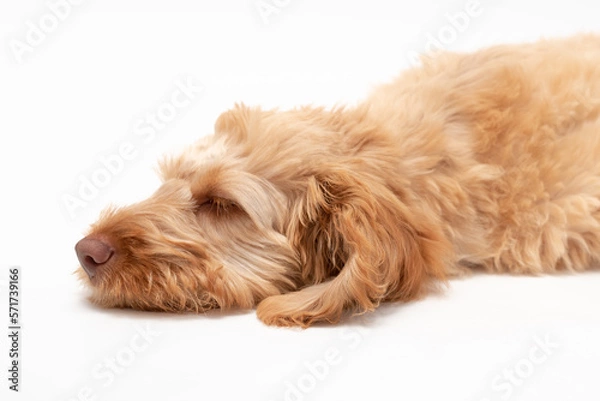 Obraz A golden cockapoo puppy isolated against a white background