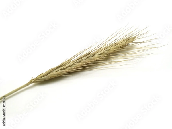 Obraz pszenica - żyto