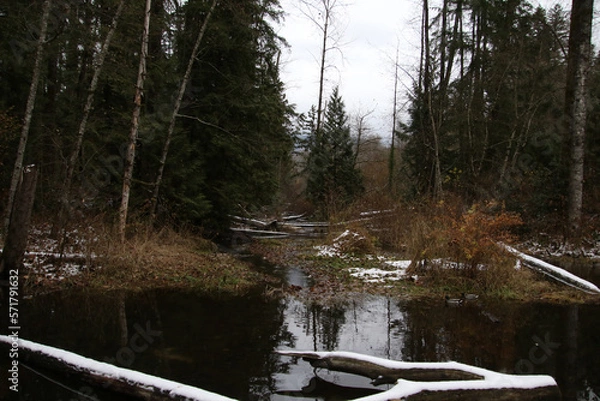 Fototapeta A pond surrounded by trees and red bushes