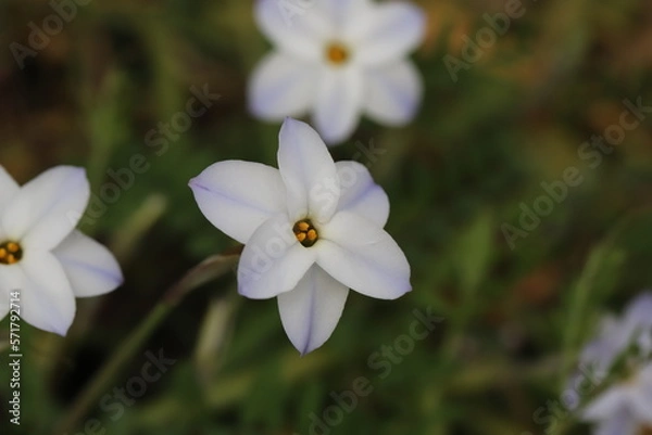 Fototapeta 日本の春の庭に咲く白の花びらに紫色の線が入ったハナニラの花