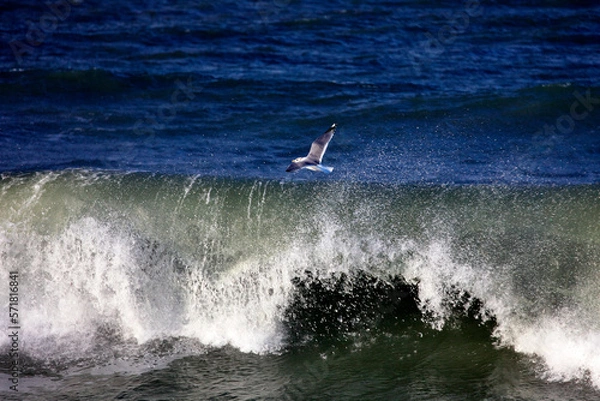 Fototapeta カモメの飛翔と荒波（別海町）