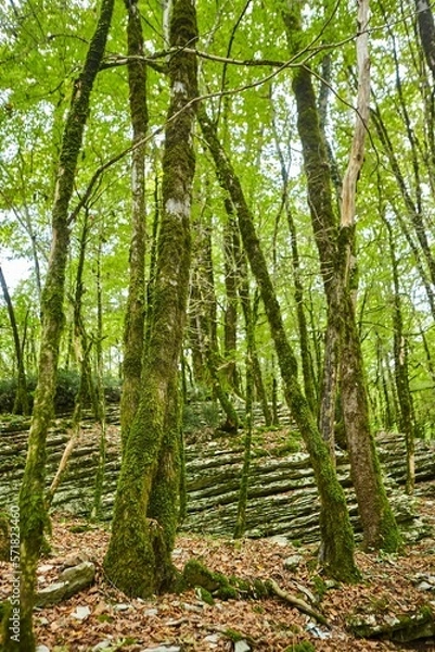 Fototapeta Trees in a forest, sanctified  by the sun in the back