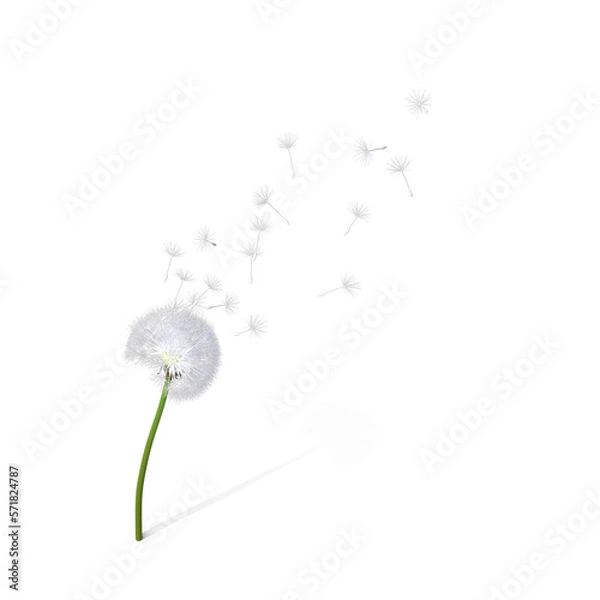 Obraz dandelion seeds on transparent background