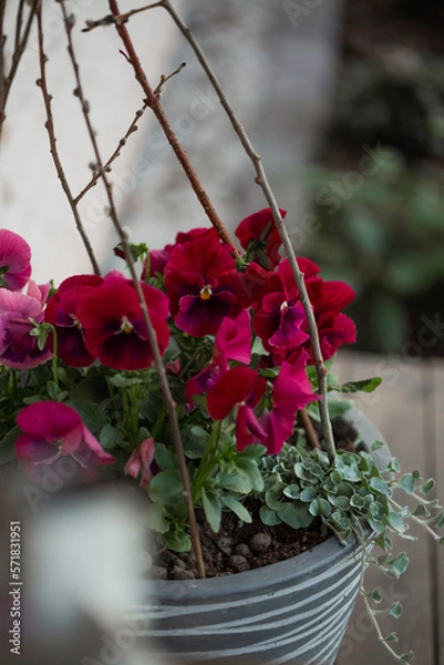 Fototapeta Spring door decorations, red pansies with dichondra and sticks