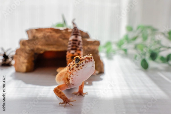 Fototapeta ヒョウモントカゲモドキ