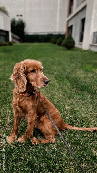 Obraz Cocker Spaniel on the green garden