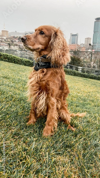 Obraz Cocker Spaniel on the green garden