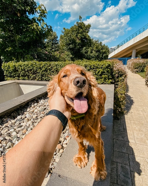 Obraz Cocker Spaniel on the green garden