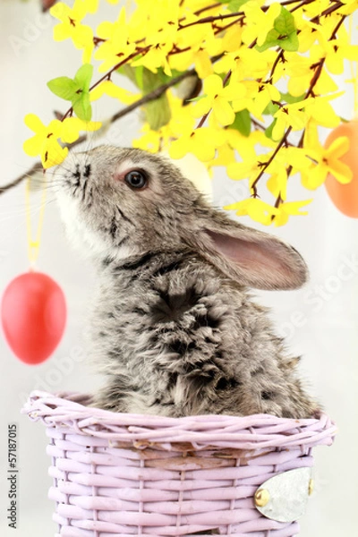 Obraz Gray rabbit
