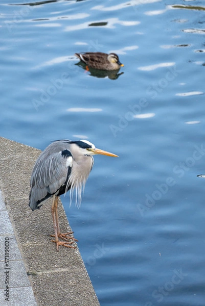 Obraz 野鳥、青鷺