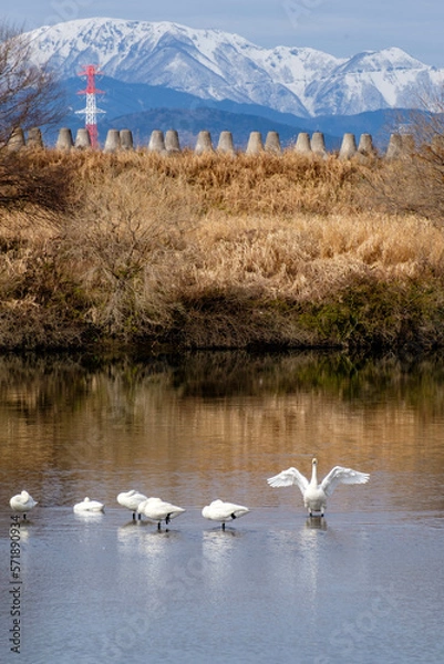 Obraz コハクチョウ