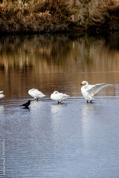Obraz コハクチョウ