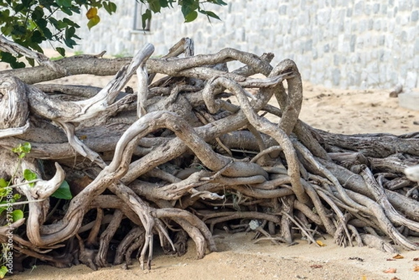 Obraz Roots