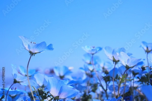 Obraz ネモフィラの花, Nemophila