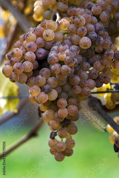 Fototapeta Grapes for Jurancon Wine