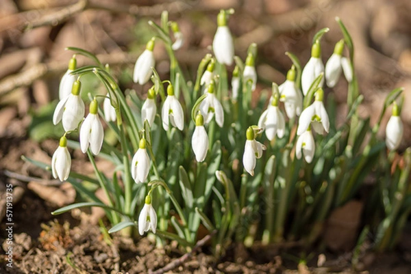 Obraz Bezaubernde Schneeglöckchen