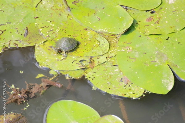 Obraz bord de rivière