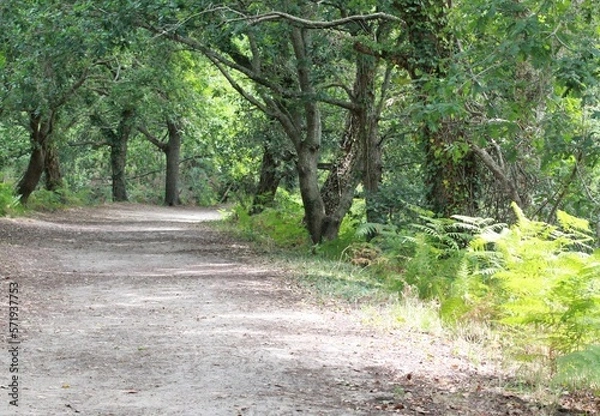 Obraz ballade nature