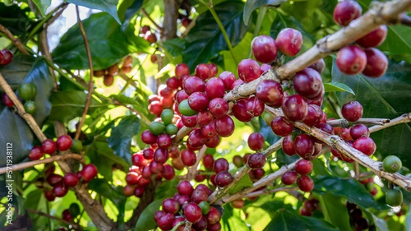 Obraz Fresh coffee. Red berry branch. coffee beans berries cherries on coffee tree's branches at coffee plantation