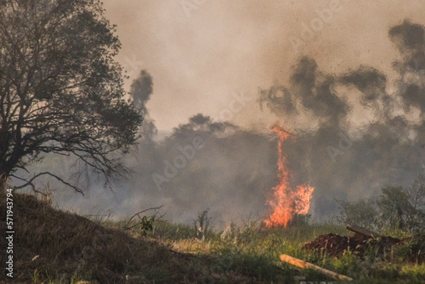 Fototapeta forest fire, deforestation, environmental pollution