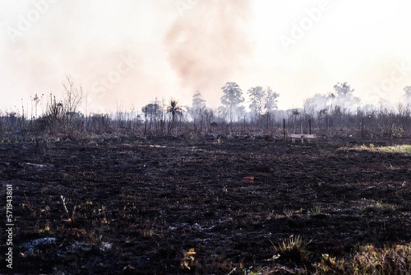 Fototapeta forest fire, deforestation, environmental pollution