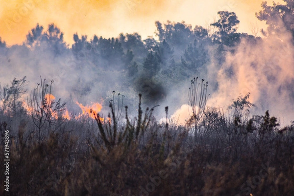 Fototapeta forest fire, deforestation, environmental pollution