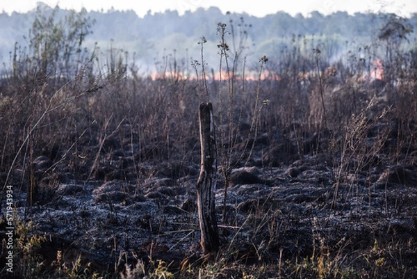 Fototapeta forest fire, deforestation, environmental pollution